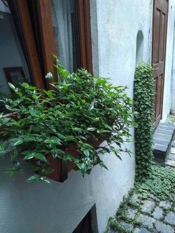 Guesthouse Postavarului Brașov Exterior foto